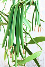 Laden Sie das Bild in den Galerie-Viewer, Image 03: Tiki Solaire Monoi Tiki Vanille 60Ml