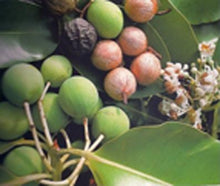 Laden Sie das Bild in den Galerie-Viewer, Image 04: Tiki Solaire Tiki Savon Tamanu 130 Gr
